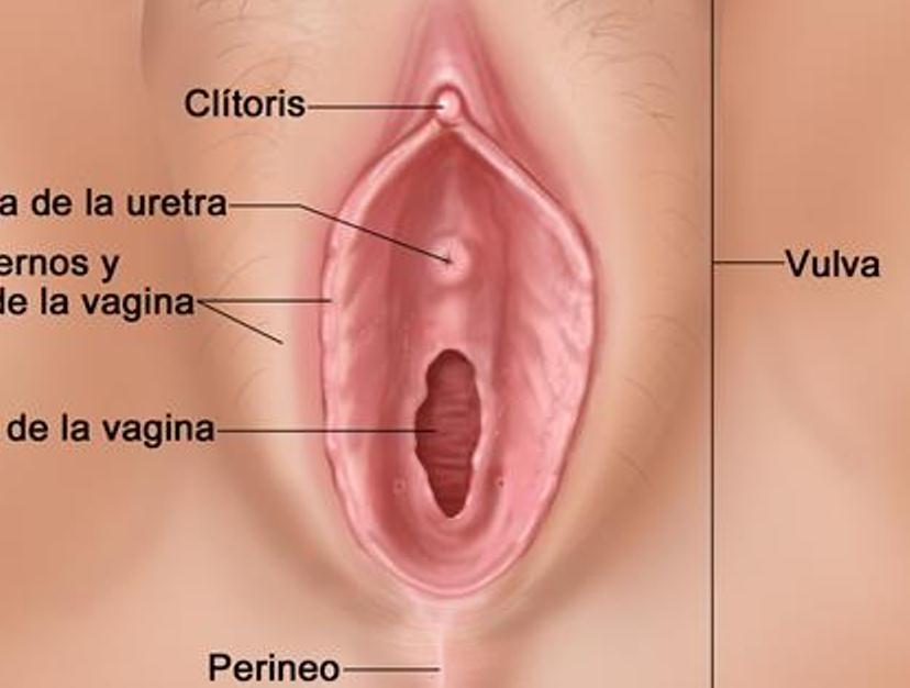 red vulva